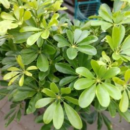 Schefflera Arboricola Bush