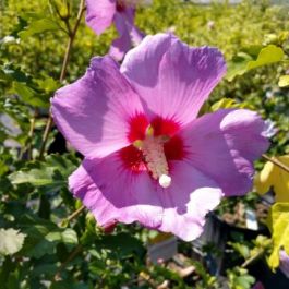 ROSE OF SHARON MINERVA #3