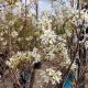 SERVICEBERRY AUTUMN BRILLIANCE #1