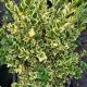 BOXWOOD VARIEGATED ENGLISH #2