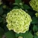 HYDRANGEA ANNABELLE #3