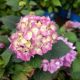 HYDRANGEA BLOOMSTRUCK #3