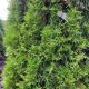 ARBORVITAE EMERALD GREEN 5'-6'