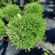 ARBORVITAE MR. BOWLING BALL #3