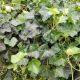 ENGLISH/BALTIC IVY  50RC