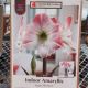 AMARYLLIS APPLE BLOSSOM