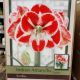 BULB AMARYLLIS SAMBA