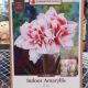 AMARYLLIS ELVAS