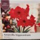 AMARYLLIS RED LION JUMBO