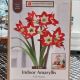 AMARYLLIS FULL HOUSE