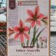 AMARYLLIS EXOTIC STAR