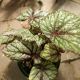 REX BEGONIA