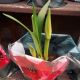 AMARYLLIS 6