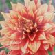 BULB DAHLIA DINNER PLATE DAZZLING MAGIC