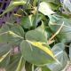 PHILODENDRON BRAZIL 8