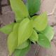 POTHOS NEON 6