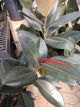 RUBBER PLANT BURGUNDY 10