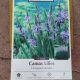 CAMASSIA CAERLEA 4PP