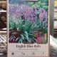 ENGLISH BLUE BELLS  12PP