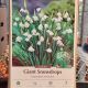 SNOWDROPS GIANT 8PP