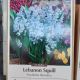  PUSCHKINIA LEBANON SQUILL 25PP