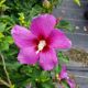 ROSE OF SHARON LIL KIM VIOLET #3