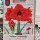 AMARYLLIS MAGNUM