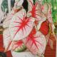 BULB CALADIUM WHITE QUEEN