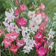 BULB HARDY GLADIOLUS NANUS MIX