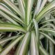 SPIDER PLANT 4