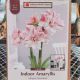 AMARYLLIS STRIPED AMADEUS