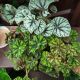 REX BEGONIA 4