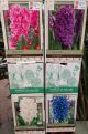 HYACINTH BULK ASSORTED COLORS EACH