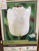 TULIP CATHERINA 8PP