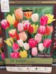 TULIP RAINBOW MIXTURE 18PP