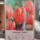 TULIP PRINCESS IRENE 7PP