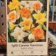 NARCISSUS BUTTERFLY MIXTURE 8PP