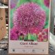 ALLIUM PURPLE SUZE 2PP