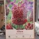 ALLIUM RED MOHICAN 2PP