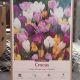 CROCUS LARGE FLOWERING MIX 15PP