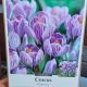 CROCUS PICKWICK 12 PP