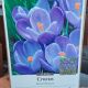 CROCUS REMEMBRANCE 12PP