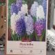 HYACINTH DELFT BLUE MIX 5PP