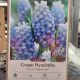 GRAPE HYACINTH (MUSCARI) PEPPERMINT 25PP