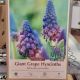 GRAPE HYACINTH GIANT (BELLEVALIA PYCNANTHA)