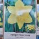 NARCISSUS DUTCH MASTER 8PP