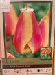 TULIP APELDOORNS ELITE 10PP