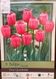 TULIP DON QUICHOTTE