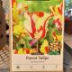 TULIP FLAMING PARROT 8PP