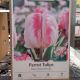 TULIP SILVER PARROT 7PP